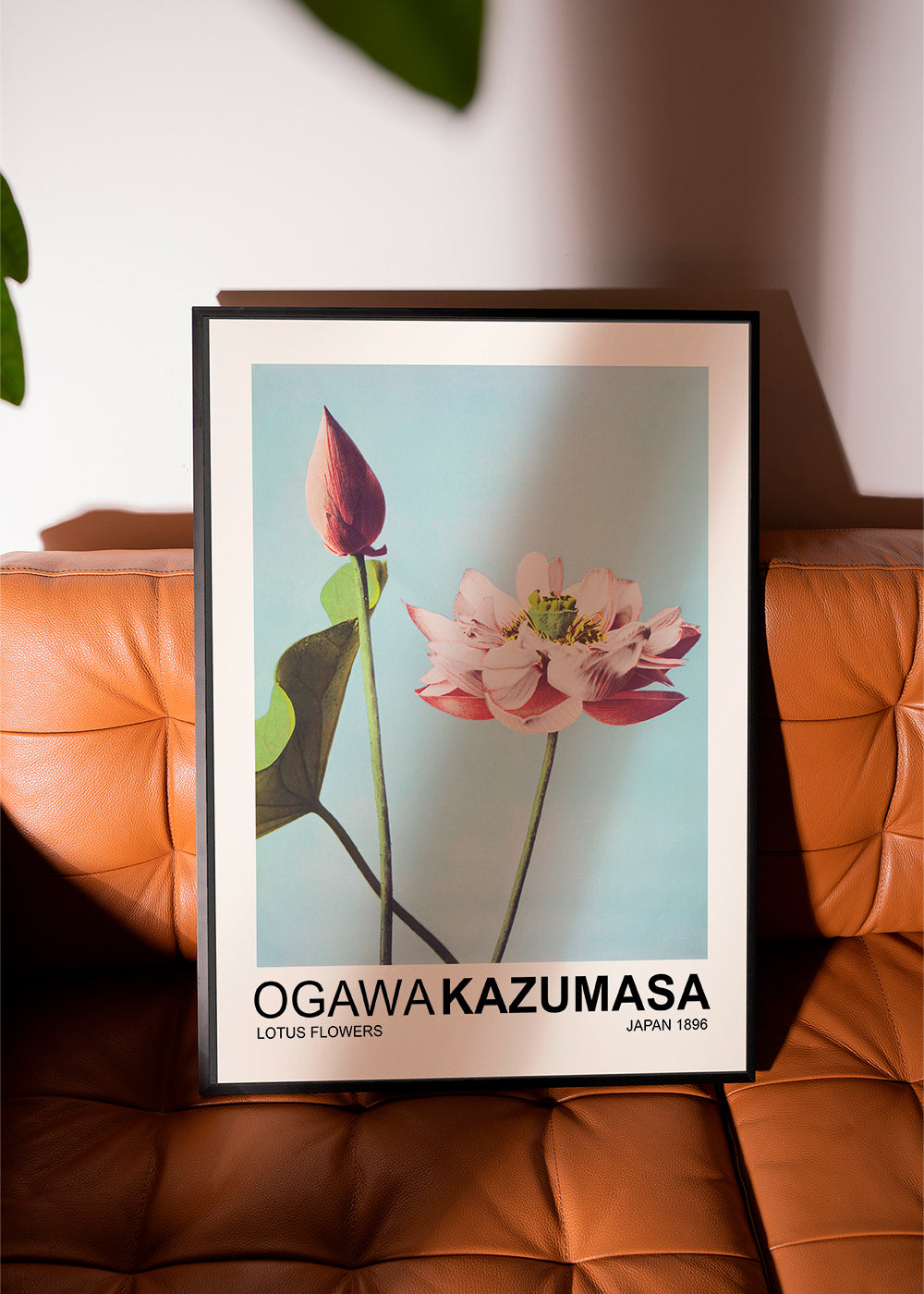 Lotus Flowers (Special Edition) - Ogawa Kazumasa