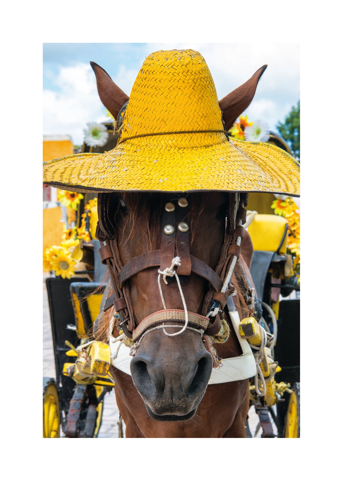 Horse Izamal Yellow City - Unframed art print