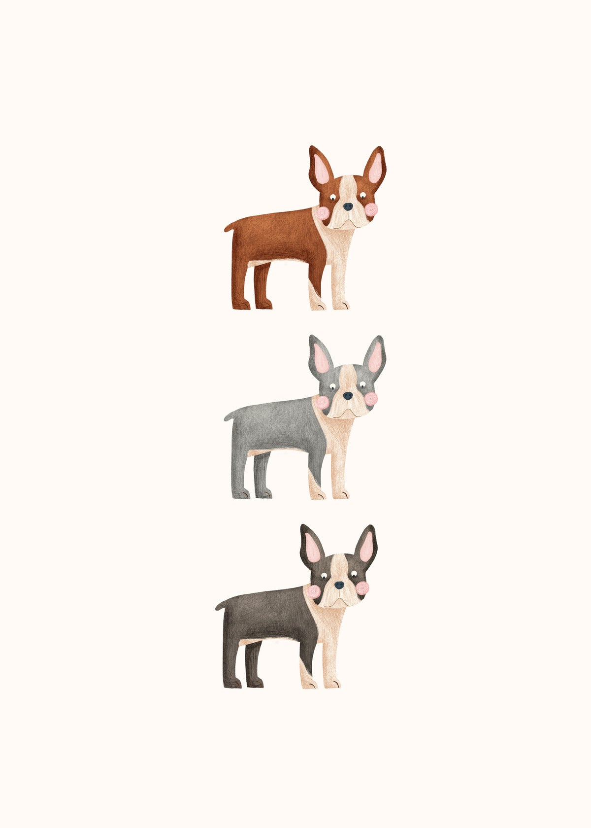 Three Boston Terrier Dogs - Unframed art print