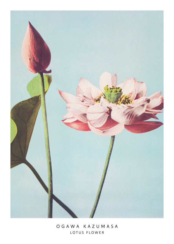 Ogawa Kazumasa Lotus Flowers