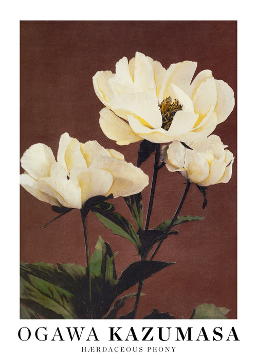 Ogawa Kazumasa peony - Unframed art print