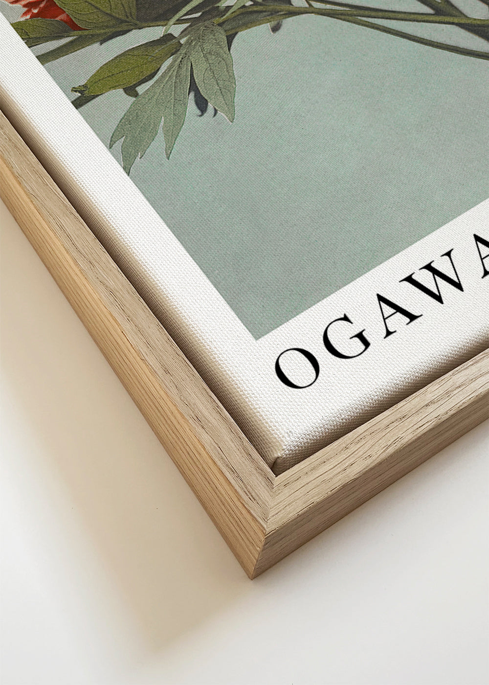 Ogawa Kazumasa Tree Peony