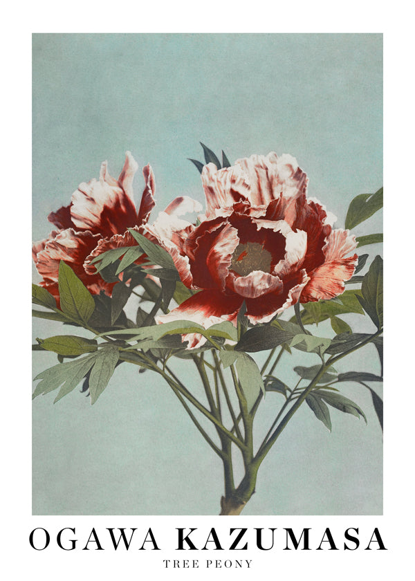 Ogawa Kazumasa Tree Peony