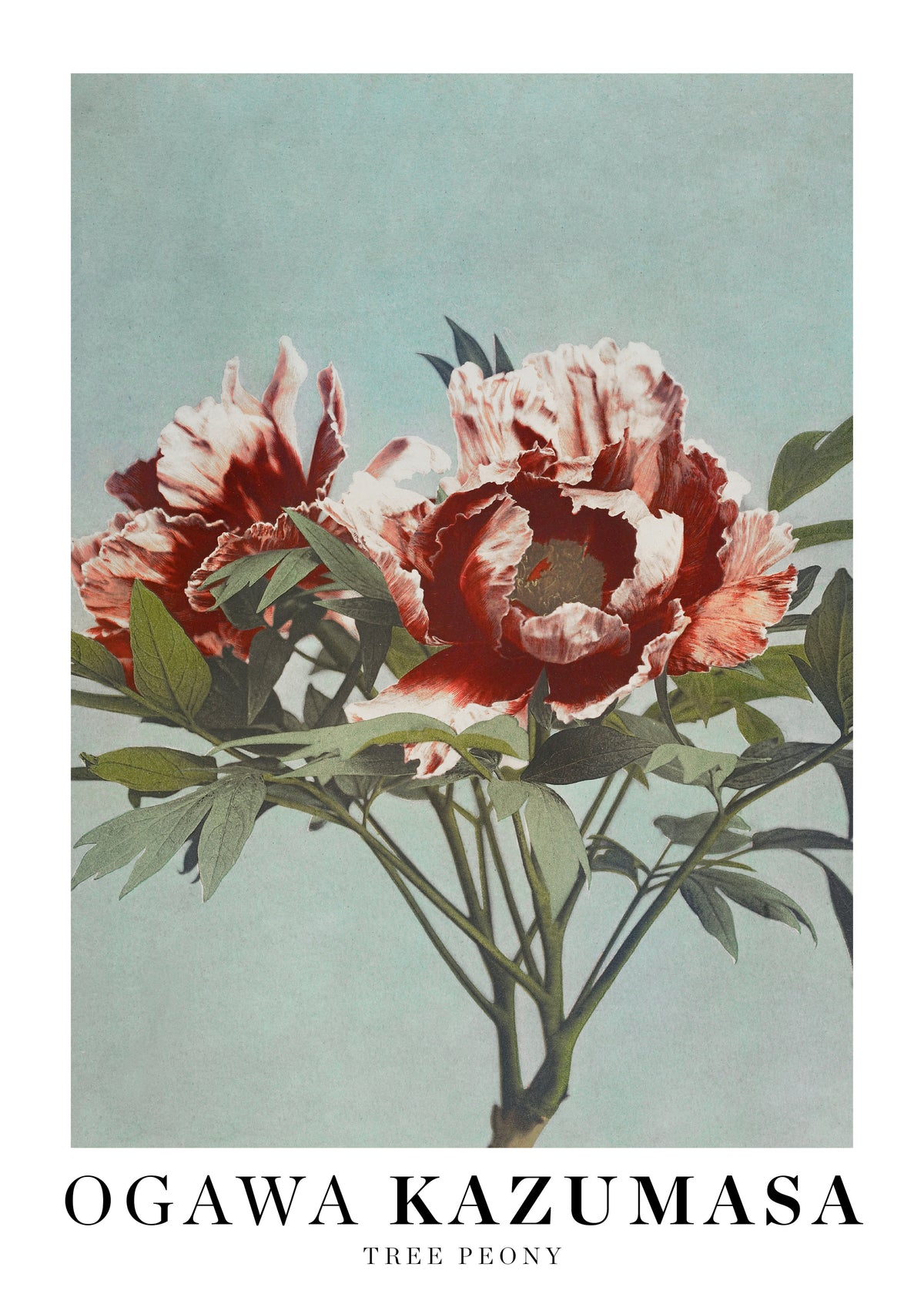 Ogawa Kazumasa Tree Peony - Unframed art print