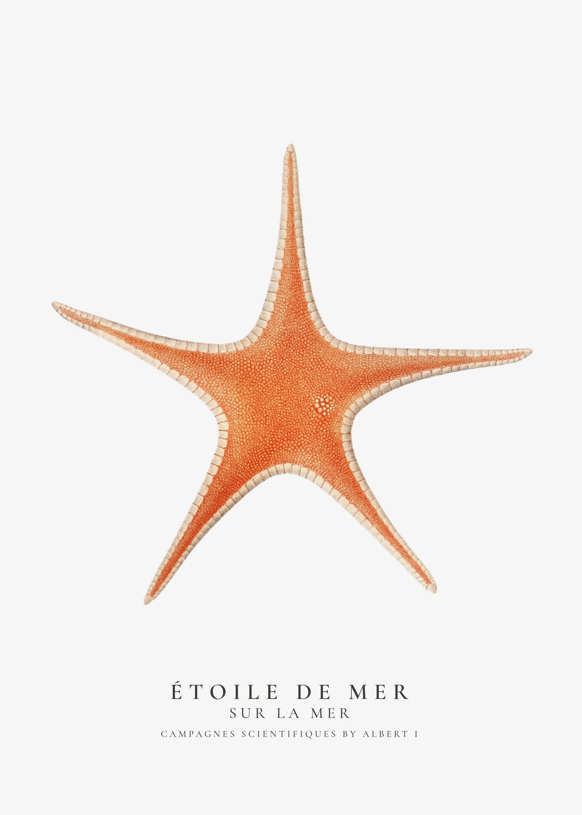 Starfish (Étoile de mer) I - Sealife Collection - Unframed art print