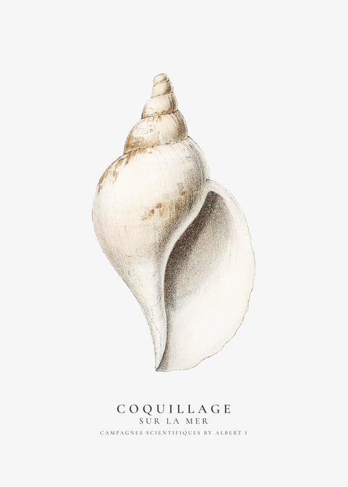 The gastropod shell (Coquillage) - Sealife Collection - Unframed art print