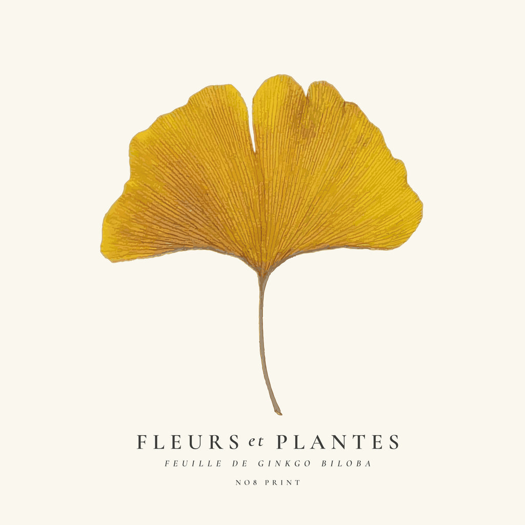 Botanical, Fleurs et plantes -Ginkgo biloba leaf - SQUARE - Unframed art print