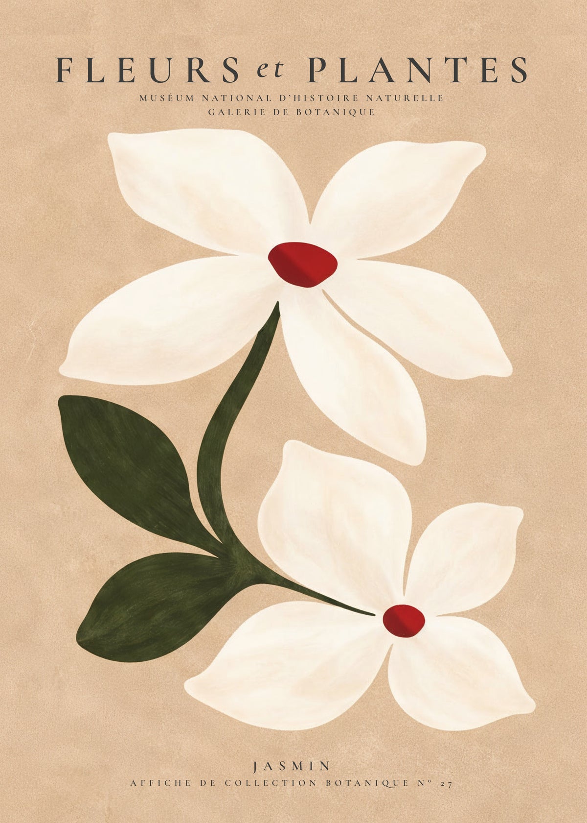 White Jasmine - Unframed art print