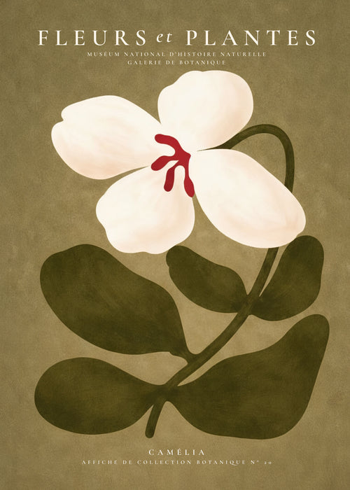 White Camellia - Unframed art print