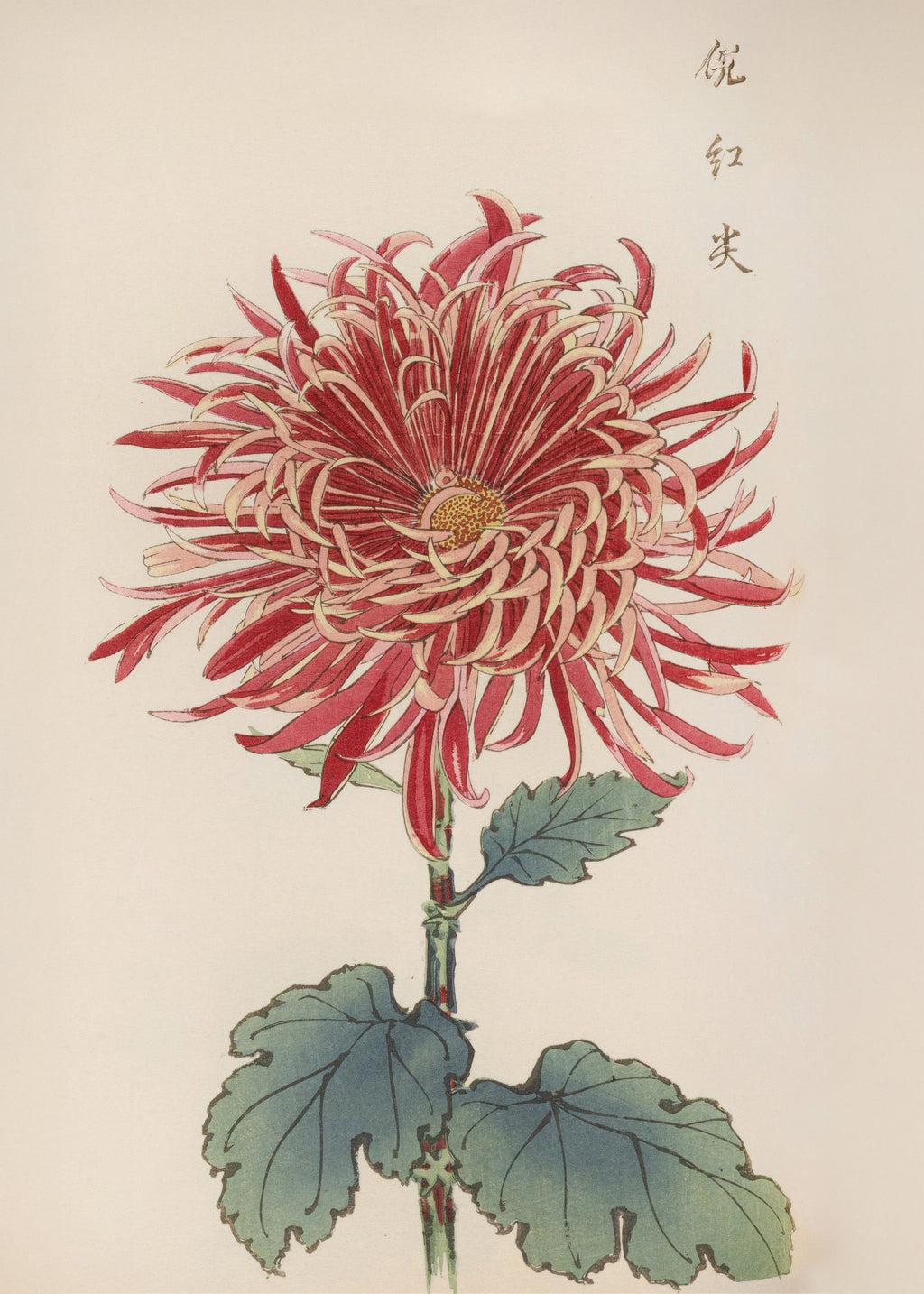 Chrysanthemum by Keika Hasegawa - Unframed art print