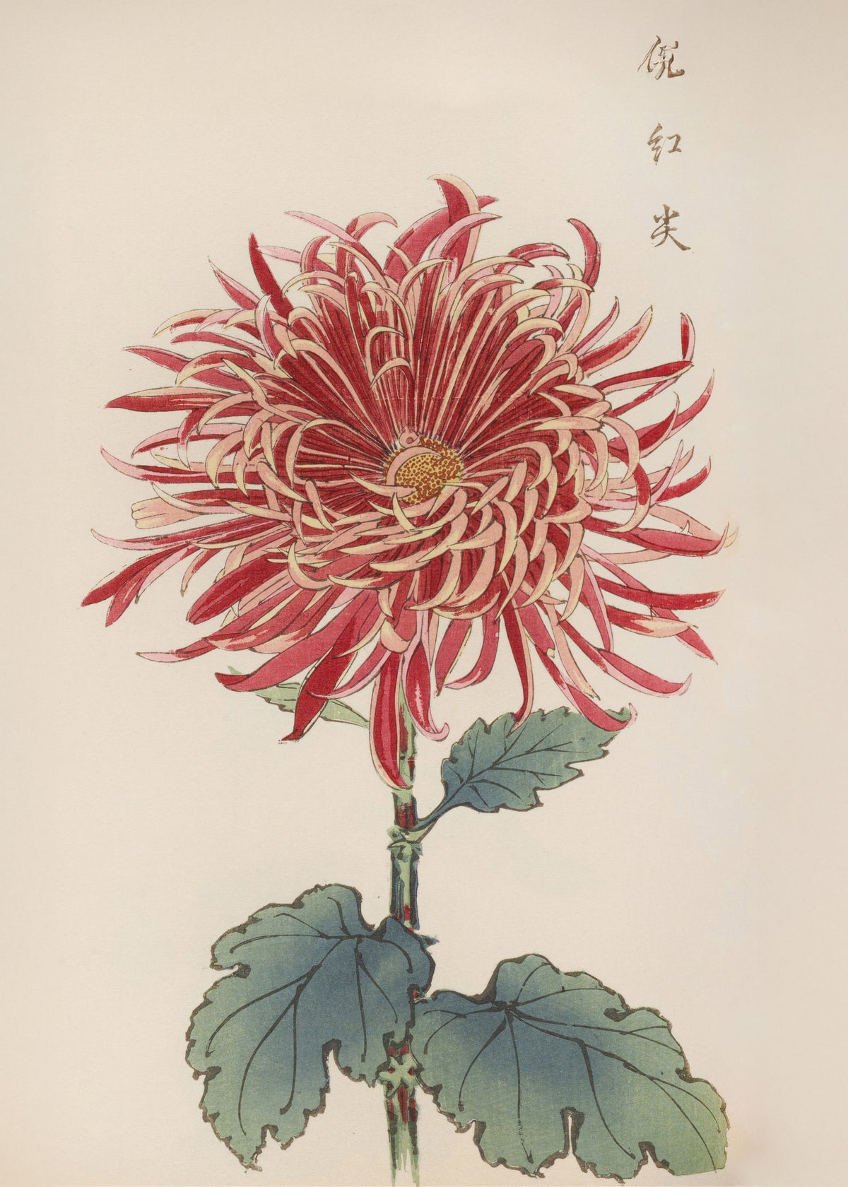 Chrysanthemum by Keika Hasegawa - Unframed art print