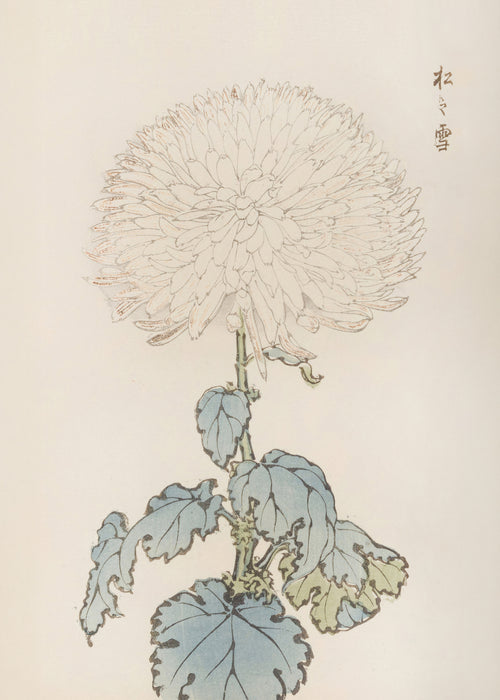 Japanese chrysanthemum flower by Keika Hasegawa - Unframed art print