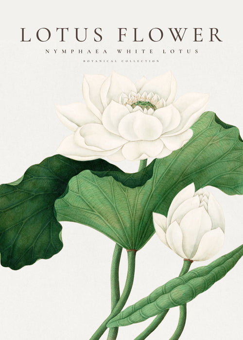 White Lotus Flower - Unframed art print