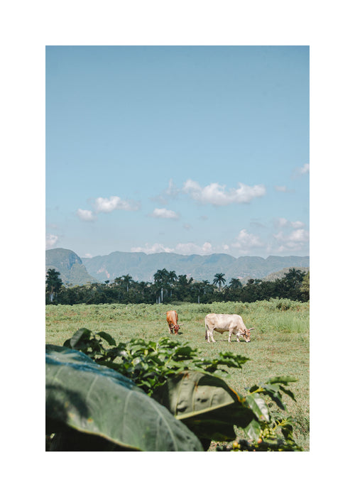 Open Fields - Unframed art print