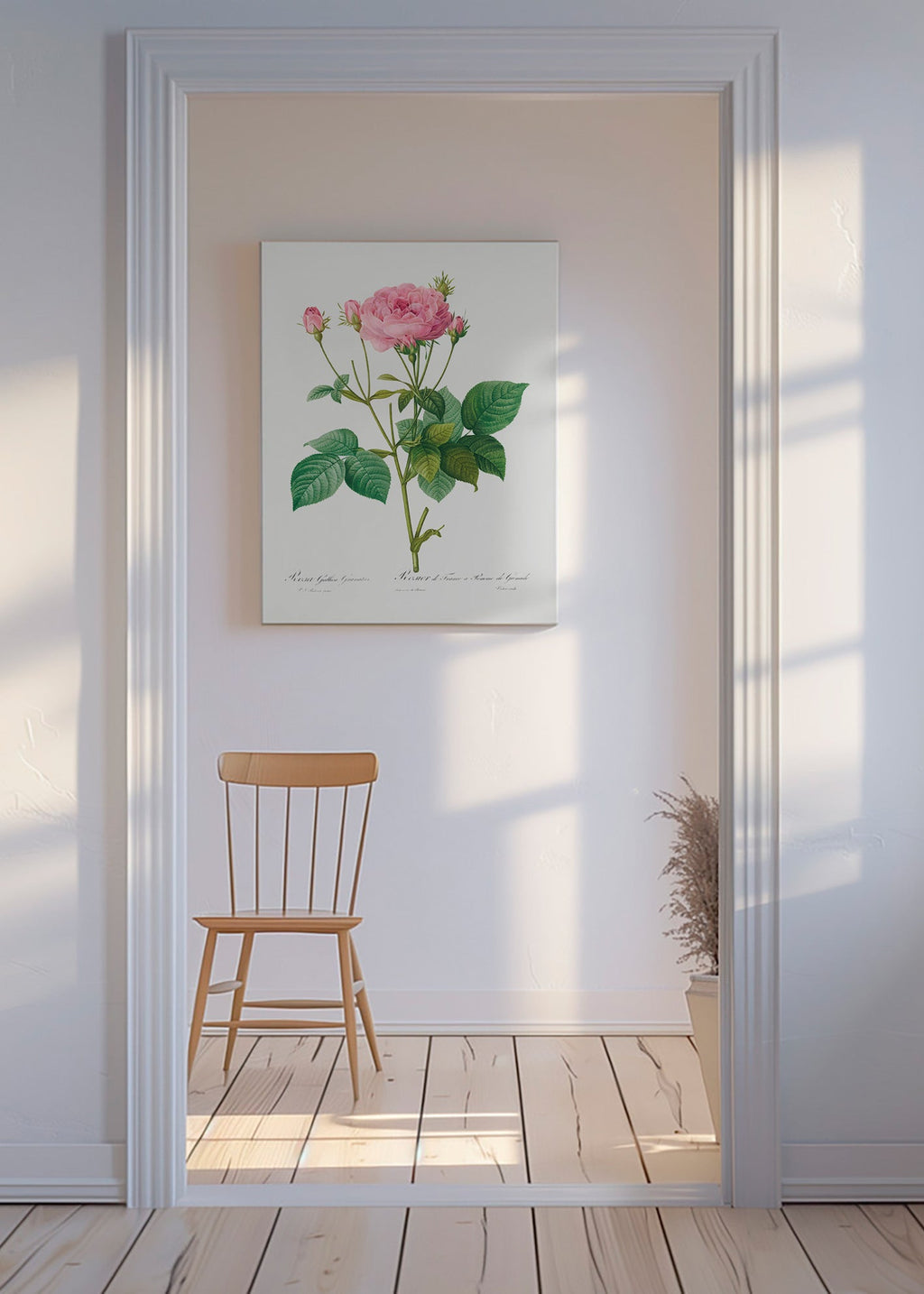 Lámina botánica Rosa Gallica – Canvas