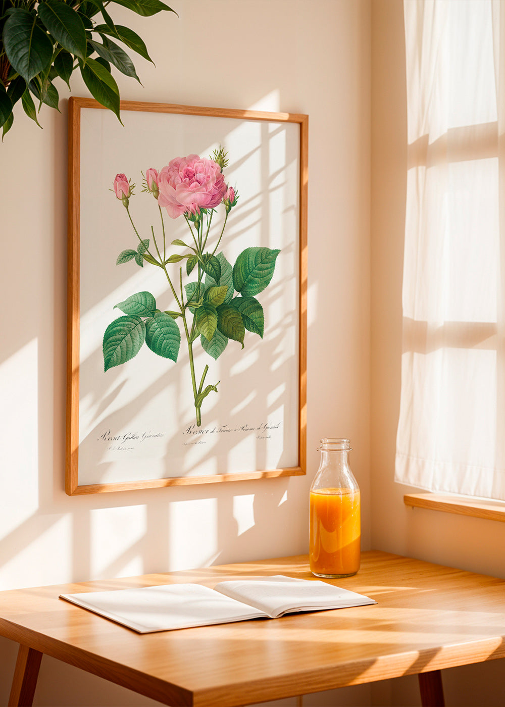 Lámina botánica Rosa Gallica – Product3