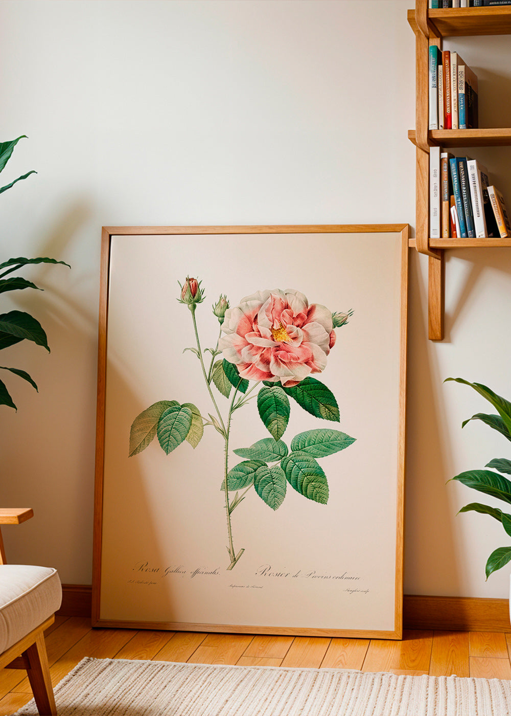 Lámina botánica Rosa Gallica en lámina científica – Product3