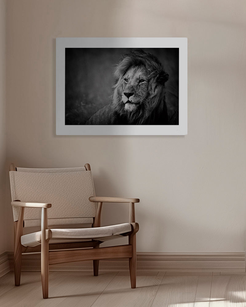 Cuadro león en retrato cinematográfico – Canvas