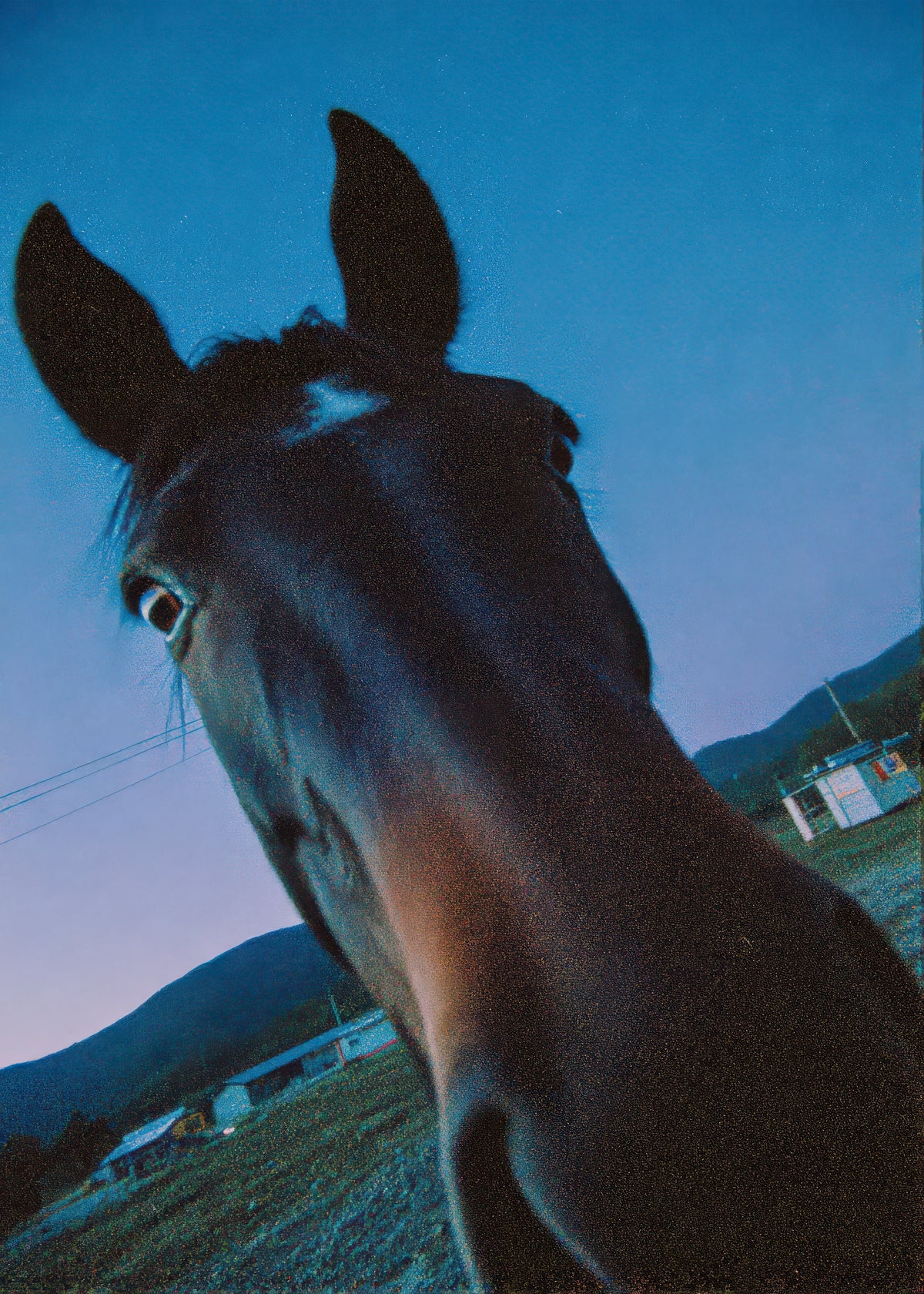 Midnight Horse - Unframed art print