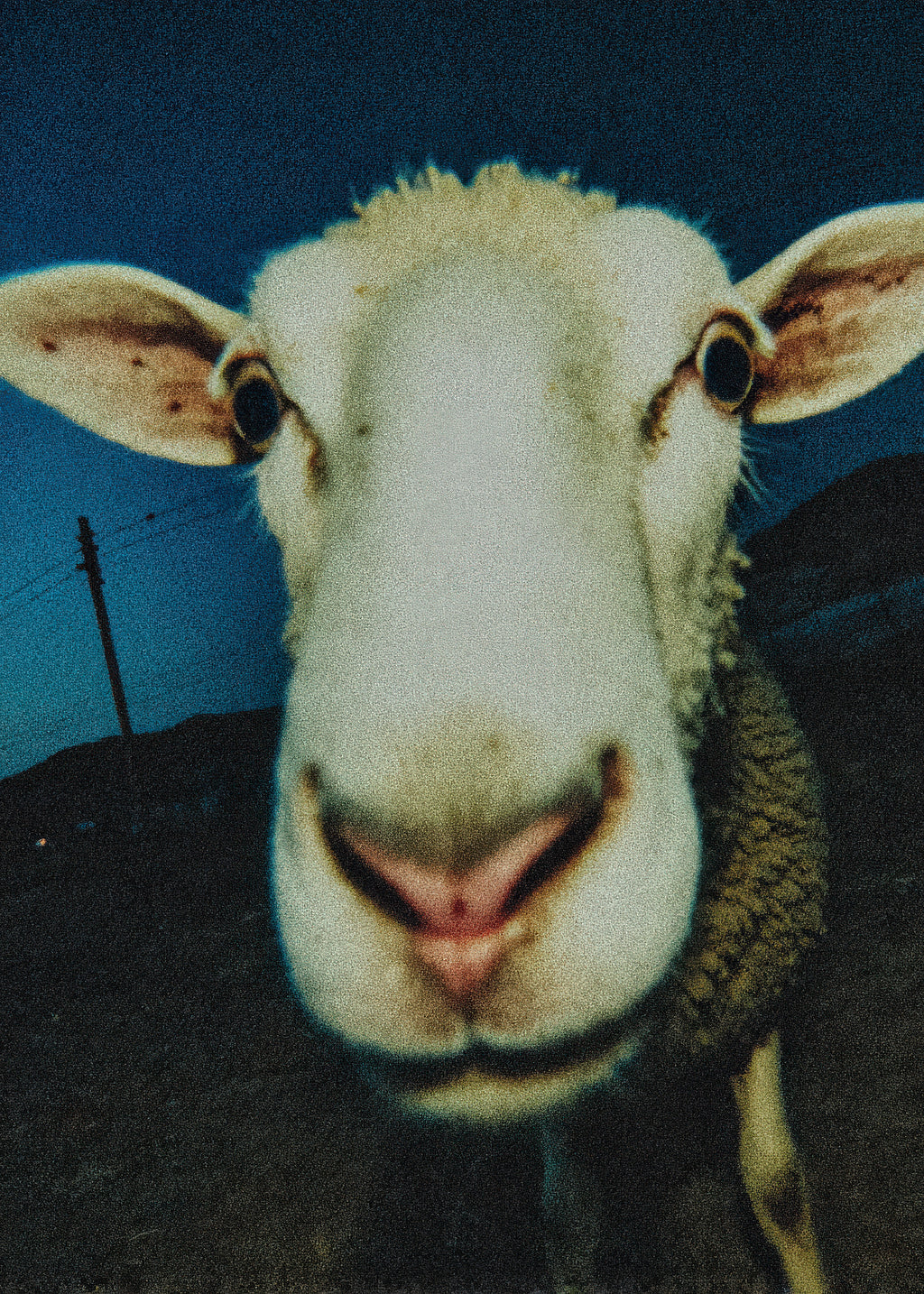 Curious Sheep - Unframed art print